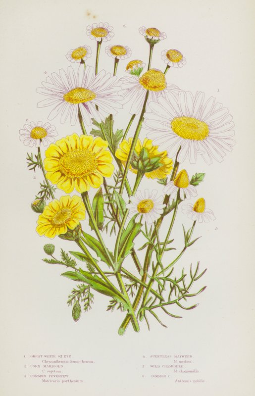 Blomstrende planter i Storbritannia: Great White Ox-Eye, Mais ringblomst, Feverfew, Duftfri Mayweed, Vill Kamille, Vanlig Kamille (farge litho) av English School
