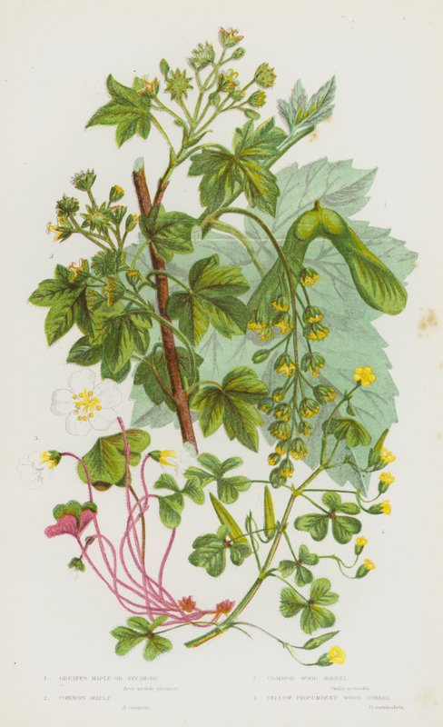 Blomstrende planter i Storbritannia: Greater Maple eller Platan, vanlig lønn, vanlig tresyre, gul liggende tresyre (farge litho) av English School