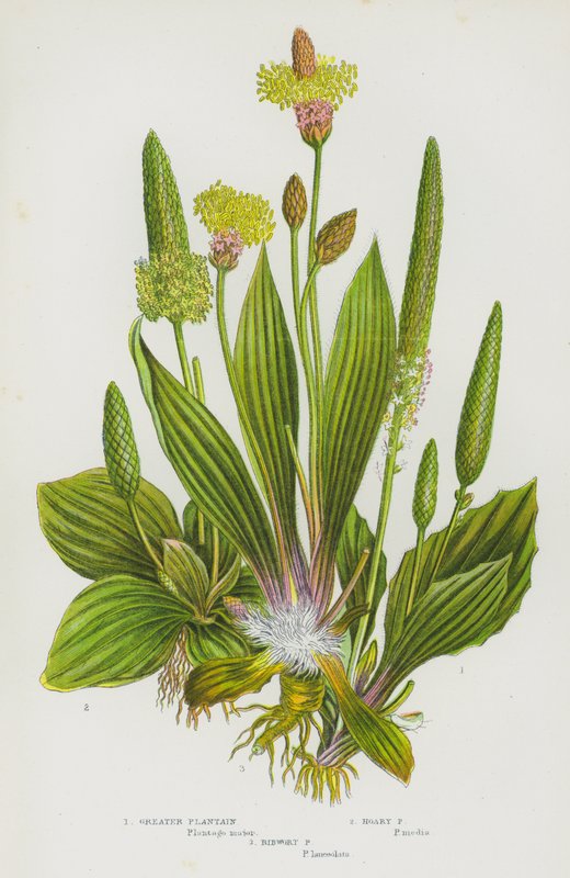 Blomstrende planter i Storbritannia: Stor plantain, Hoary plantain, Ribwort Plantain (fargelitografi) av English School