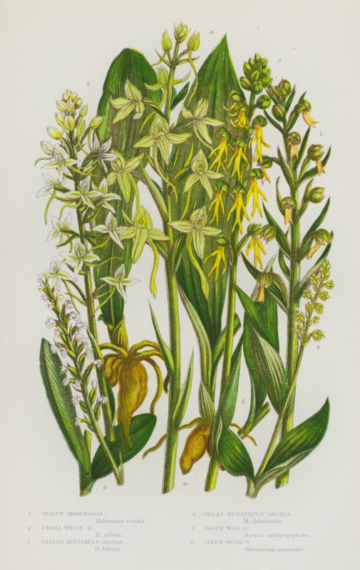 Blomstrende planter i Storbritannia: Green Habenaria, Small White Habenaria, Lesser Butterfly Orchis, Great Butterfly Orchis, Green Man Orchis, Green Musk Orchis (farge litho) av English School
