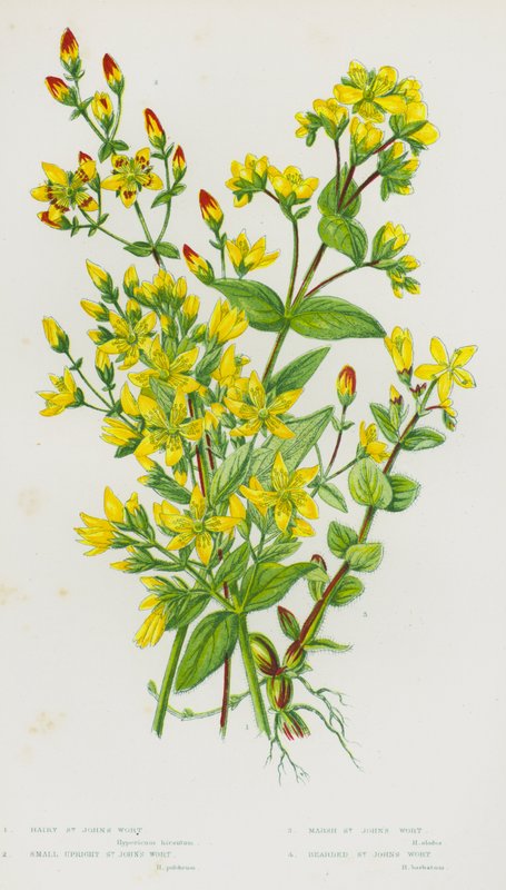 Blomstrende planter i Storbritannia: Hårete johannesurt, liten oppreist johannesurt, marsh johannesurt, skjeggete johannesurt (farge litho) av English School