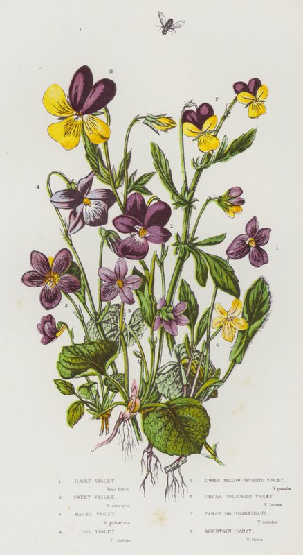Blomstrende planter i Storbritannia: Hårete fiolett, søt fiolett, myrfiolett, hundefiolett, dverggulsporfiolett, kremfarget fiolett, stemorsblomst eller hjerteblomst, fjellblomsterblomst (litho-farge) av English School