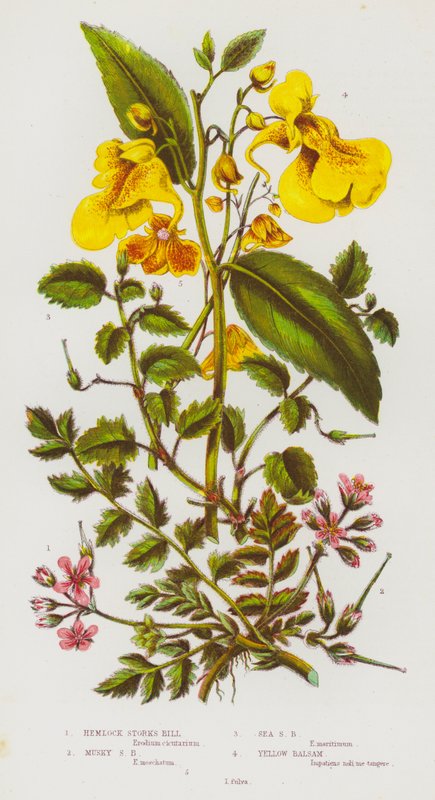 Blomstrende planter i Storbritannia: Hemlock Storks Bill, Musky Storks Bill, Sea Storks Bill, Yellow Balsam (farge litho) av English School