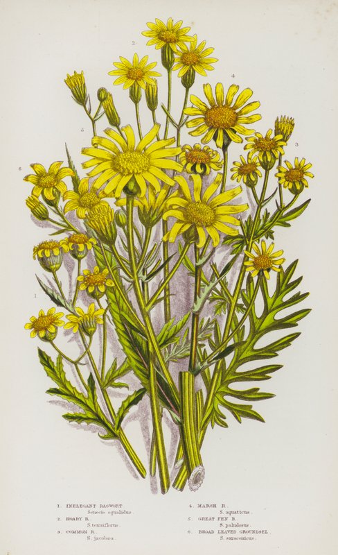 Blomstrende planter i Storbritannia: Inelegant ragwort, grå rappwort, vanlig rappwort, myr rappwort, stormyr rappwort, bredbladet jordsel (farge litho) av English School