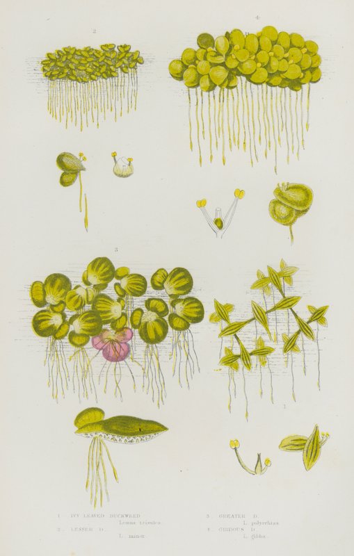 Blomstrende planter i Storbritannia: Ivybladede andemat, mindre andemat, storandmat, gibbous andmat (farge litho) av English School
