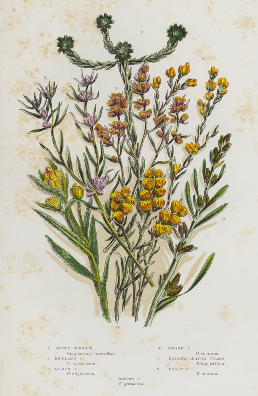 Blomstrende planter i Storbritannia: Jersey Cudweed, Highland Cudweed, Marsh Cudweed, Dverg Cudweed, Narrow Bladed Filago, Least Filago, Common Filago (farge litho) av English School