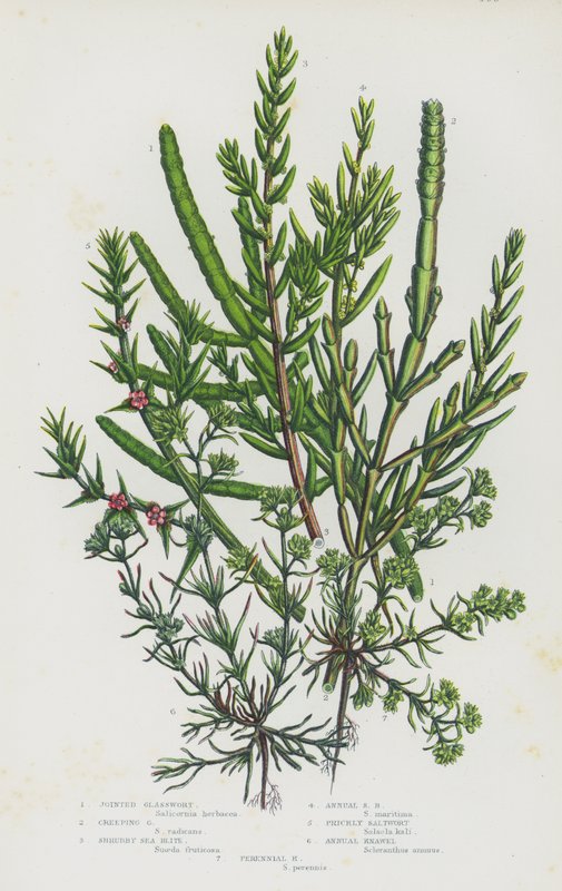 Blomstrende planter i Storbritannia: Joined Glasswort, Creeping Glasswort, Shrubby Sea Blite, Annual Sea Blite, Prickly Saltwort, Annual Knawel, Flerårig Knawel (farge litho) av English School