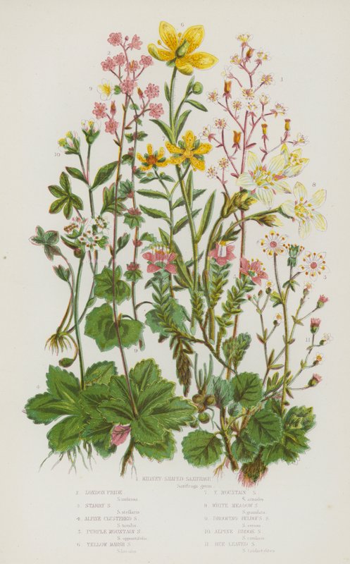 Blomstrende planter i Storbritannia: Nyreformet saxfrage, London Pride, Starry Saxifrage, Alpine Clustered Saxifrage, Purple Mountain Saxifrage, Yellow Marsh Saxifrage, Yellow Mountain Saxifrage, White Meadow Saxifrage, Drooping Bulbous Saxifrage, Alpin av English School