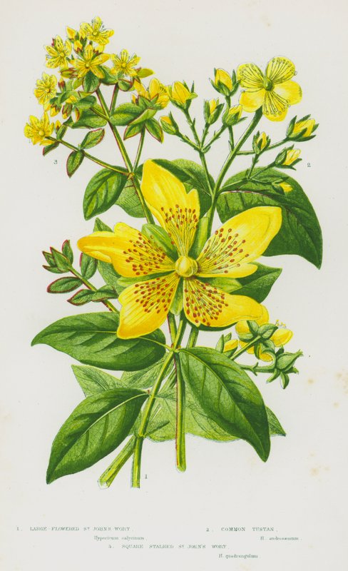 Blomstrende planter i Storbritannia: Storblomstret johannesurt, vanlig tustin, firkantet johannesurt (farge litho) av English School