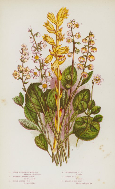 Blomstrende planter i Storbritannia: store blomsterblomster, taggete vintergrønne, rundbladede vintergrønne, middels vintergrønne, mindre vintergrønne, gule fuglereir (farge litho) av English School