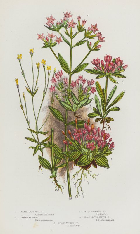 Blomstrende planter i Storbritannia: Least Gentianella, Common Centaury, Dwarf Branched Centaury, Broad Leaved Tufted Centaury, Dwarf Tufted Centaury (farge litho) av English School