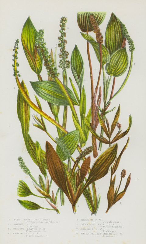 Blomstrende planter i Storbritannia: Langbladet damluke, skinnende damluke, diverse bladdammen, lansettformet damluke, rødlig damluke, grobladbladd damluke, avlangbladet damluke, skarpfrukt bredbladsdammen (farge litho) av English School