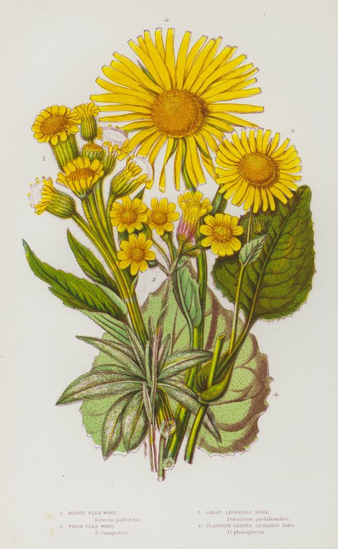 Blomstrende planter i Storbritannia: Marsh Flea Wort, Field Flea Wort, Great Leopard's Bane, Plantain Leaved Leopard's Bane (farge litho) av English School