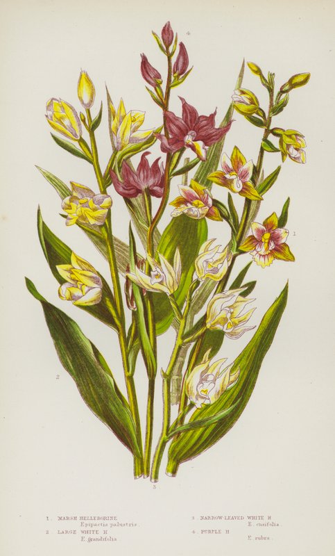 Blomstrende planter i Storbritannia: Marsh Helleborine, Large White Helleborine, Narrow-Leaved White Helleborine, Purple Helleborine (farge litho) av English School