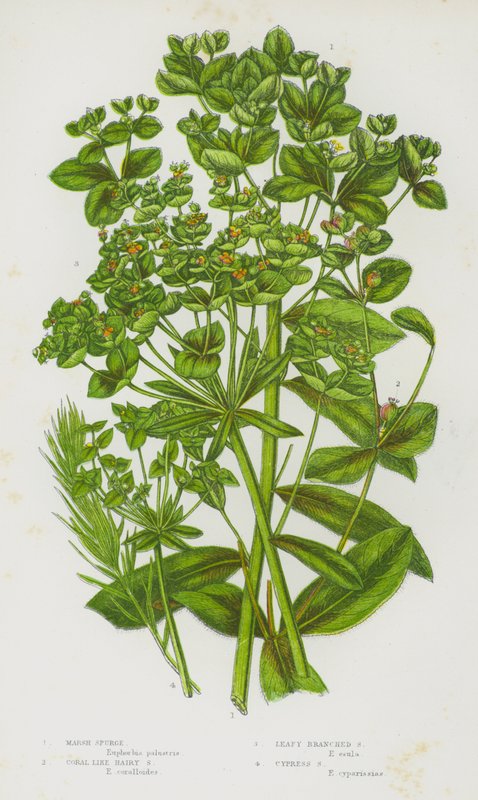 Blomstrende planter i Storbritannia: Marsh Spurge, Coral Like Hairy Spurge, Leafy Branched Spurge, Cypress Spurge (farge litho) av English School