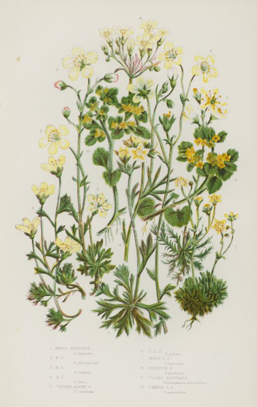 Blomstrende planter i Storbritannia: mosebræk, mosebræk, mosebræk, mosebræk, tuftet alpinbræk, tuftet alpebræk, mosealpebræk, geraniumsaksebræk, gylden saksebræk, vanlig gyllen saksebræk (farge litho) av English School
