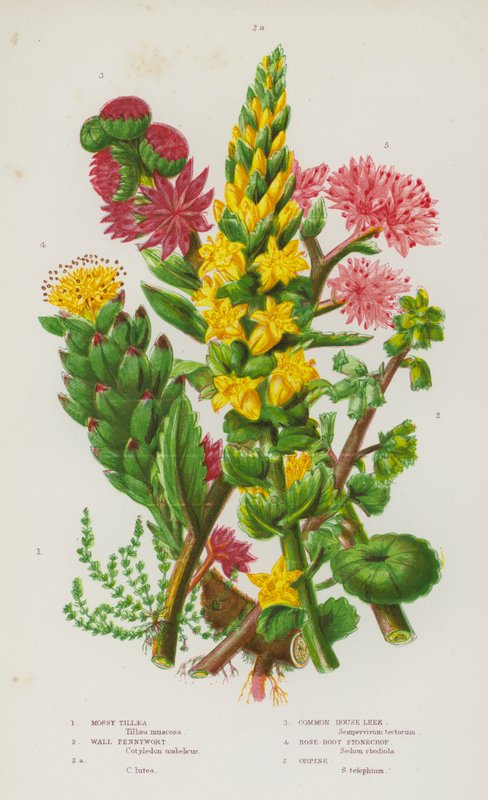Blomstrende planter i Storbritannia: Mossy Tillaea, Wall Pennywort, Wall Pennywort, Common House Purre, Rose-Root Stonecrop, Orpine (farge litho) av English School