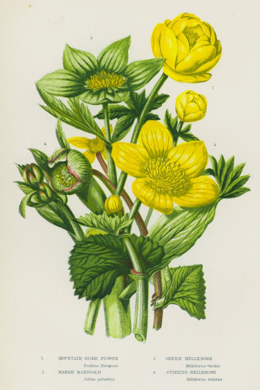 Blomstrende planter i Storbritannia: Mountain Globe Flower, Marsh Marigold, Green Hellebore, Stinking Hellebore (farge litho) av English School
