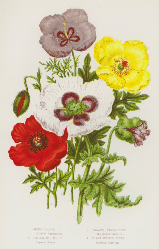 Blomstrende planter i Storbritannia: opiumsvalmue, vanlig rød valmue, gul walisisk valmue, fiolett hornvalmue (farge litho) av English School