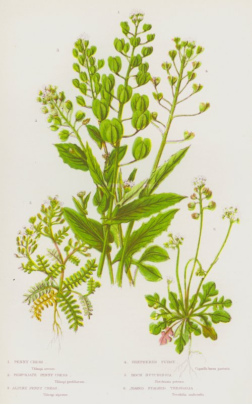 Blomstrende planter i Storbritannia: Penny Cress, Perfoliate Penny Cress, Alpine Penny Cress, Shepherd