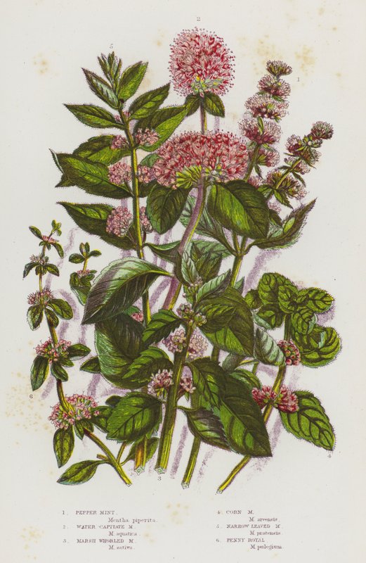 Blomstrende planter i Storbritannia: Peppermynte, Water Capitate Mint, Marsh Whorled Mint, Corn Mint, Narrow Leaved Mint, Penny Royal (farge litho) av English School