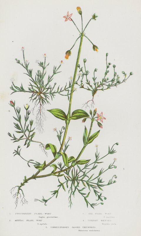 Blomstrende planter i Storbritannia: liggende perleurt, ettårig perleurt, sjøperleurt, oppreist maenchia, skjermaktig jagged chickweed (farge litho) av English School
