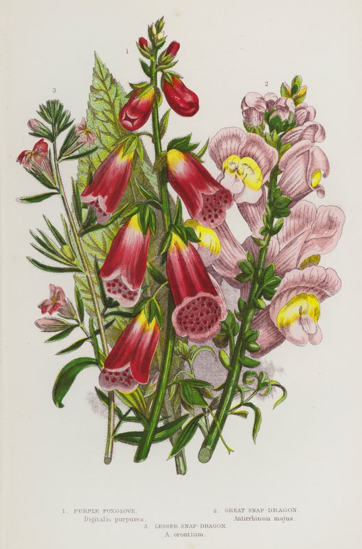 Blomstrende planter i Storbritannia: Lilla revebjelle, Great Snap-Dragon, Lesser Snap-Dragon (farge litho) av English School