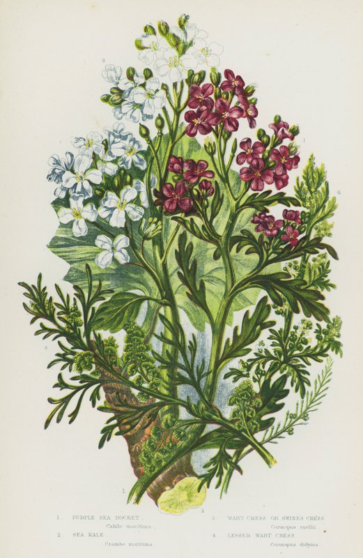 Blomstrende planter i Storbritannia: Lilla havrakett, grønnkål, vortekarse eller svinekarse, mindre vortekarse (farge litho) av English School