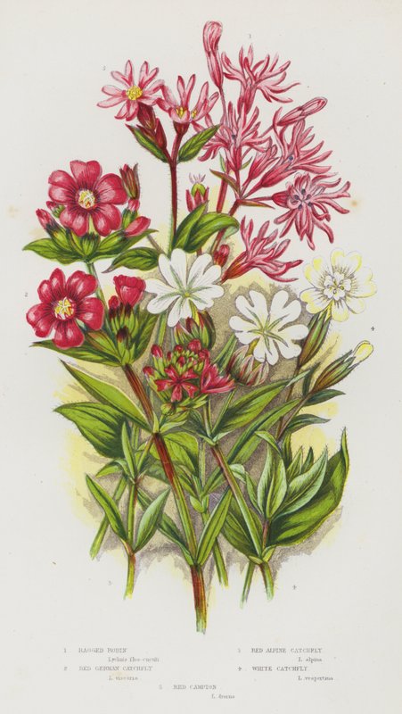 Blomstrende planter i Storbritannia: Ragged Robin, Red German Catchfly, Red Alpine Catchfly, White Catchfly, Red Campion (farge litho) av English School