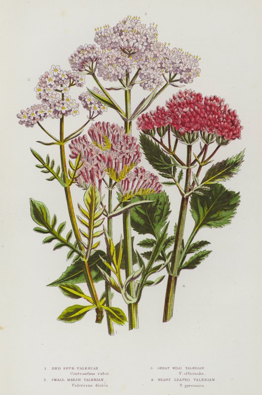 Blomstrende planter i Storbritannia: Red Spur Valerian, Small Marsh Valerian, Great Wild Valerian, Heart Leaved Valerian (farge litho) av English School