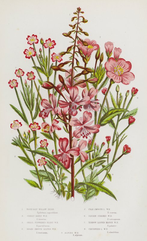 Blomstrende planter i Storbritannia: Rose-Bay Willow Urt, Great Hairy Willow Urt, Småblomstret hårete Willow Urt, Bred Glat Bladed Willow Urt, Blek glatt bladed Willow Urt, Sqaure stilket Willow Urt, smalbladet Myr Willow Urt, Chickweed Lea av English School