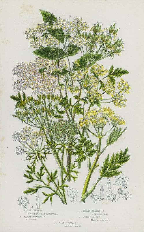 Blomstrende planter i Storbritannia: grov kjørvel, gulbrun kjørvel, bredbladet kjørvel, søt cisel, vill gulrot (farge litho) av English School