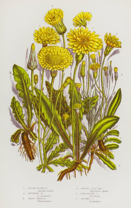 Blomstrende planter i Storbritannia: Rough Hawkbit, Autumnal Hawkbit, Hairy Thrincia, glatt katteøre, langrotet katteøre, flekket katteøre (farge litho) av English School
