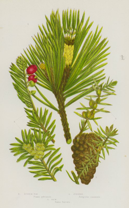 Blomstrende planter i Storbritannia: gran, einer, barlind (farge litho) av English School