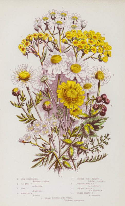 Blomstrende planter i Storbritannia: Sjøkamille, okseøyekamomill, maiskamomill, stinkende kamille, nyserurt-ryllik, prikkete bladryllik, alminnelig-gul milfoil, bredbladet bur-ugress (farge litho) av English School