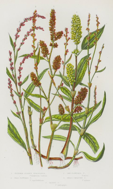 Blomstrende planter i Storbritannia: Slankhodet persicaria, blekblomstret persicaria, slappblomstret persicaria, små krypende persecaria, bitende persecaria (farge litho) av English School