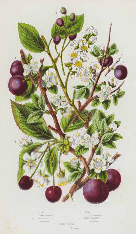 Blomstrende planter i Storbritannia: Sloe, Bullace, Plomme, Bird Cherry, Wild Cherry (farge litho) av English School