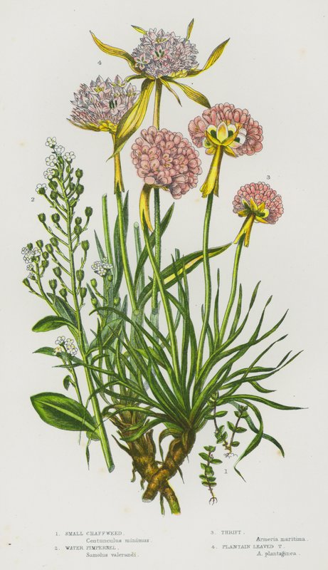 Blomstrende planter i Storbritannia: liten agnet, vannpimpernel, sparsommelighet, plantain Leaved Thrift (farge litho) av English School