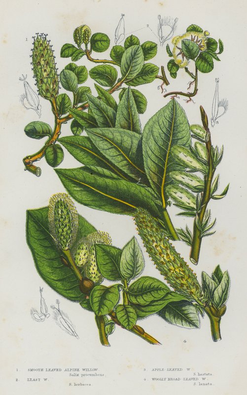 Blomstrende planter i Storbritannia: glattbladet alpepil, minstepil, eplepil, ullet bredbladpil (farge litho) av English School