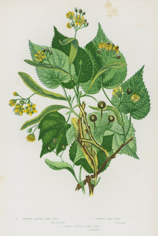 Blomstrende planter i Storbritannia: glattbladet limetre, vanlig limetre, stort bladlimetre (farge litho) av English School