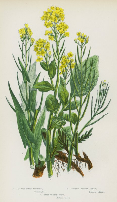 Blomstrende planter i Storbritannia: Smooth Tower Sennep, vanlig vinterkarse, tidlig vinterkarse (farge litho) av English School
