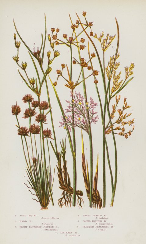 Blomstrende planter i Storbritannia: Soft Rush, Hard Rush, Blunt Flowered Jointed Rush, Trebladet Rush, Rundfrukt Rush, Slankt spredende Rush, Capitate Rush (farge litho) av English School