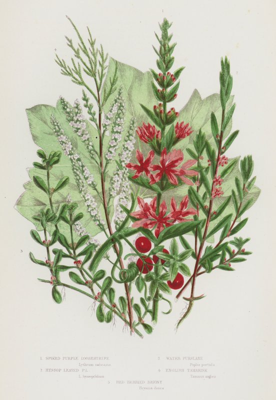 Blomstrende planter i Storbritannia: Spiked Purple Loosestrife, Isop Leaved Purple Loosestrife, Water Pursiane, English Tamarisk, Red Berried Briony (farge litho) av English School