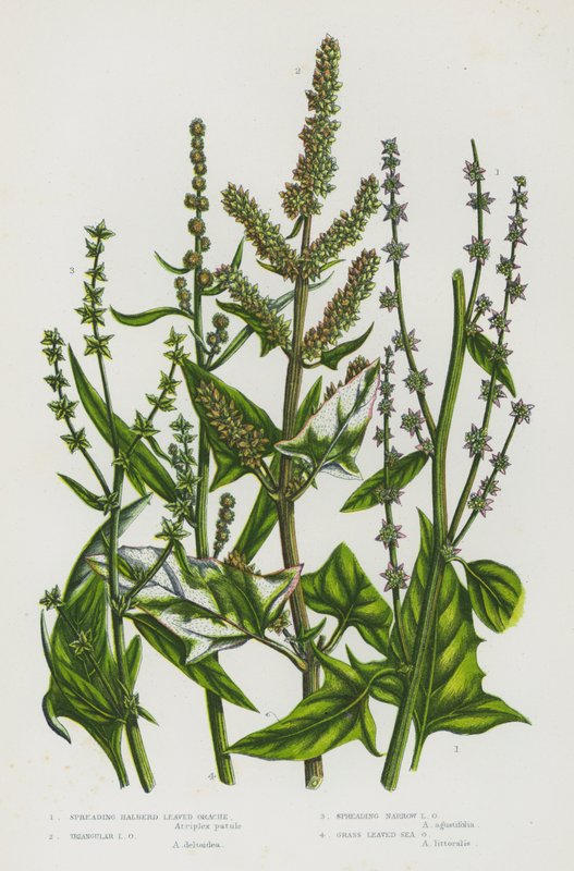 Blomstrende planter i Storbritannia: Spredning av hellebardblader, trekantet bladorache, sprer smal orache, gressbladede orache (farge litho) av English School
