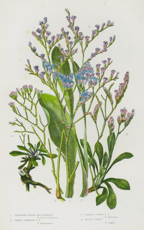 Blomstrende planter i Storbritannia: Spredning av pigget sjølavendel, fjernblomstret sjølavendel, stående pigget sjølavendel, mattet sparsommelighet (farge litho) av English School
