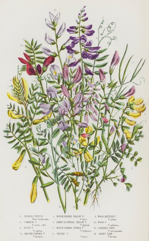 Blomstrende planter i Storbritannia: vårvikke, vanlig vikker, buskvikke, glattbelget vikker, grovbelget gulvikk, hårblomstret gulvikk, grovpollet purpurvikk, tuvet vikker, skogvikk, skogvikk, slank tara , hårete tara (farge av English School