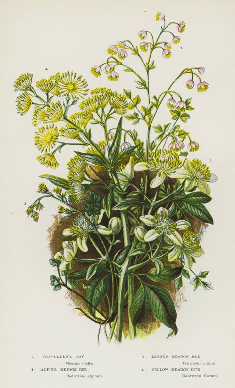 Blomstrende planter i Storbritannia: Traveller