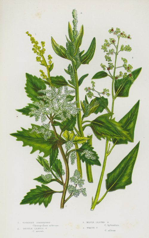 Blomstrende planter i Storbritannia: Oppreist gåsefoot, brenneslebladgåsefot, lønnebladgåsefot, hvit gåsefot (farge litho) av English School