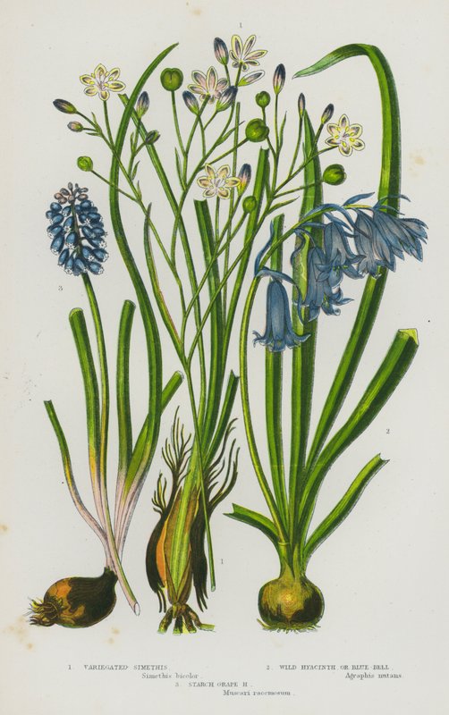 Blomstrende planter i Storbritannia: spraglete Simethis, Vill Hyacinth eller Blue-Bell, Starch Grape Hyacinth (farge litho) av English School