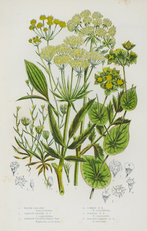 Blomstrende planter i Storbritannia: Vann-Parsnep, Smal-Leaved Water Parsnep, Smal-Leaved Hares Ear, Vanlige Hare Ear, Slanke Leaved Hares Ear (farge litho) av English School